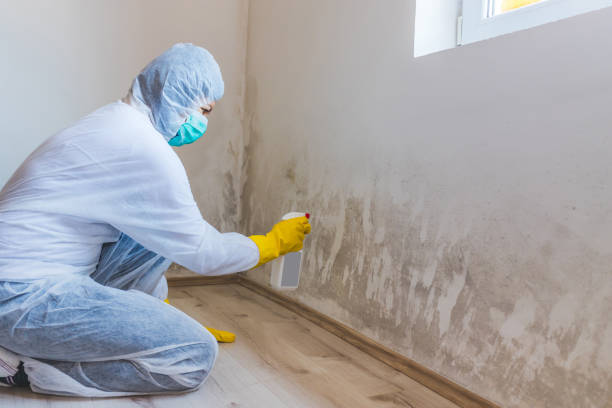 Best Attic Mold Removal  in Wahneta, FL