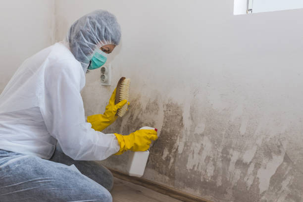 Best Mold Removal Company Near Me  in Wahneta, FL