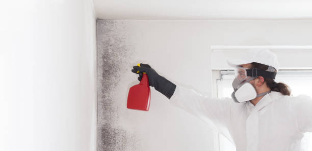 Best Mold Damage Repair  in Wahneta, FL