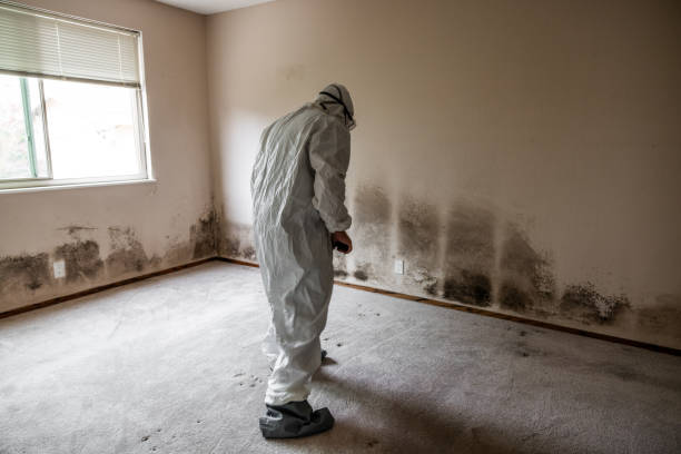 Best Mold Testing and Removal  in Wahneta, FL