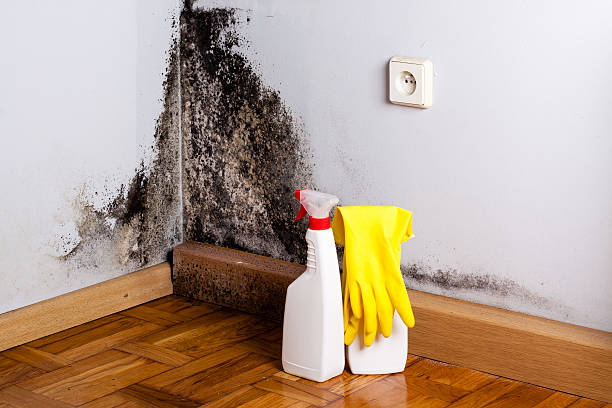 Best Toxic Mold Removal  in Wahneta, FL